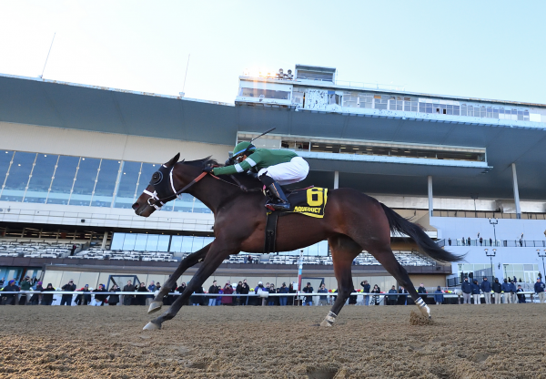 Captain Cook (Practical Joke) Wins The Withers