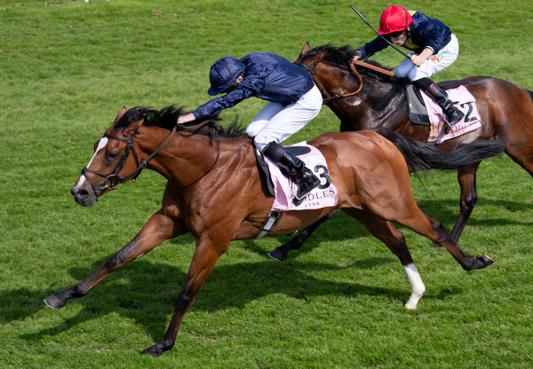 Capulet (Justify) Wins Dee Stakes