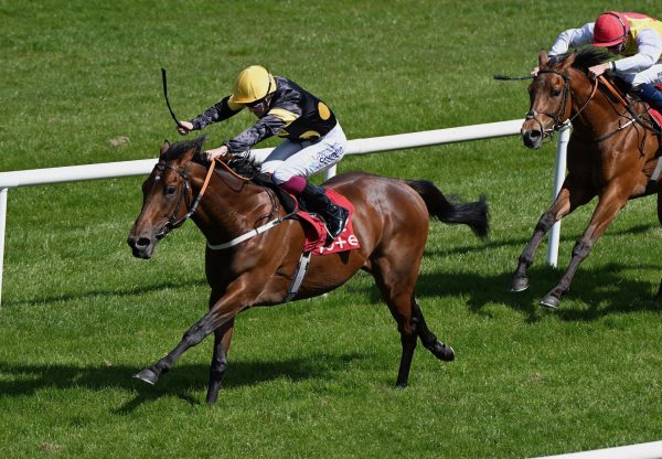 Ceo Stealth Mode (Calyx) Wins On Debut