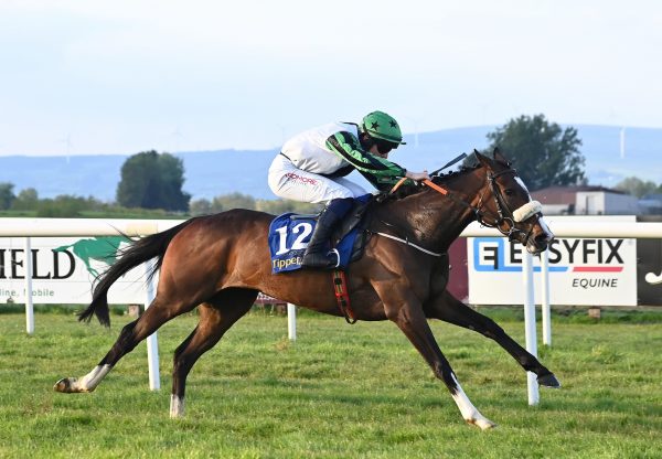 Chosen Comrade (walk in the park) Wins At Tipperary