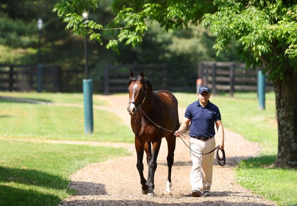 Classic Empire At Stables