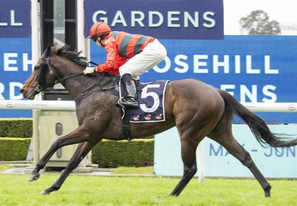 Cold Brew (pierro) Rosehill 750