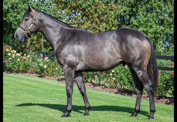 So You Think ex Pinocchio yearling colt