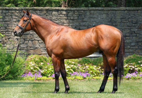 Corniche Conformation Shot