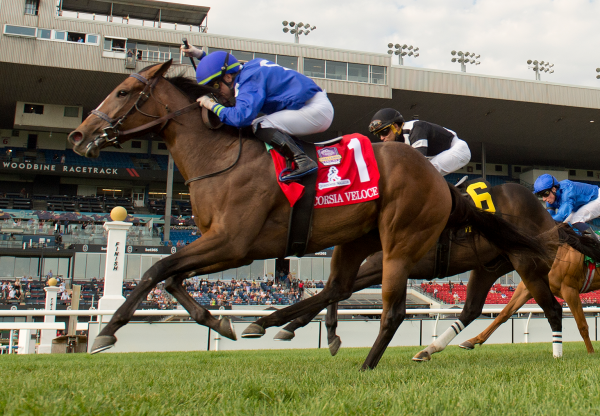 Corsia Veloce Practical Joke Wins Gr 1 Natalma