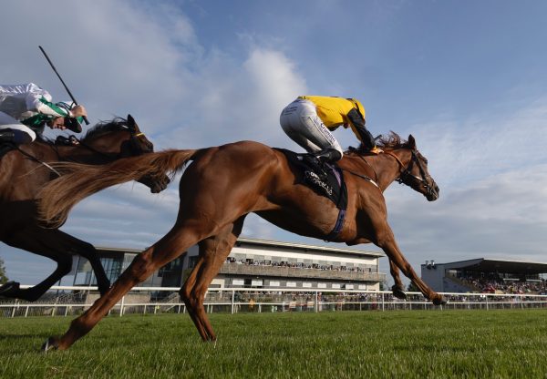 Countess Of Tyrone (Australia) Wins The Listed His Majestys Plate At Down Royal