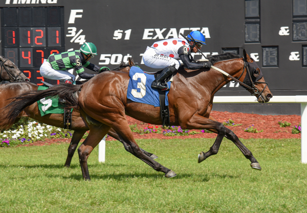 Crystal Quest (Uncle Mo) Wins Sophomore Turf Stakes at Tampa Bay Downs