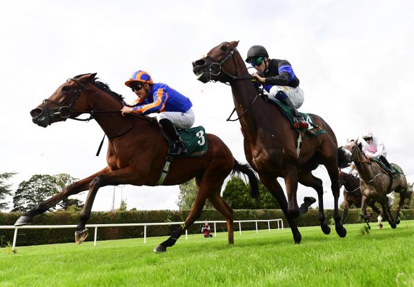 Diamond Necklace St Marks Basilica Leopardstown