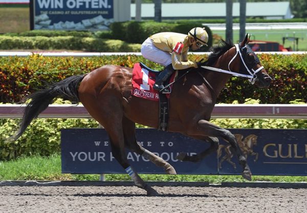 Diamond Oops (Lookin At Lucky) winning the Buffalo Man Stakes at Gulfstream