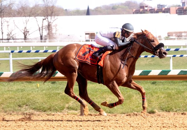 Disco Pharoah (American Pharoah) Frank Y  Whiteley Staes at  Laurel Park