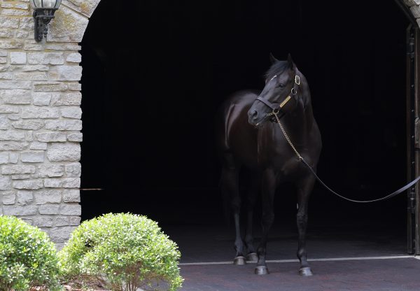 Domestic Product At Stables 25