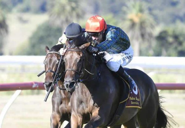 Dubai Gold (Pride of Dubai) Nz 750