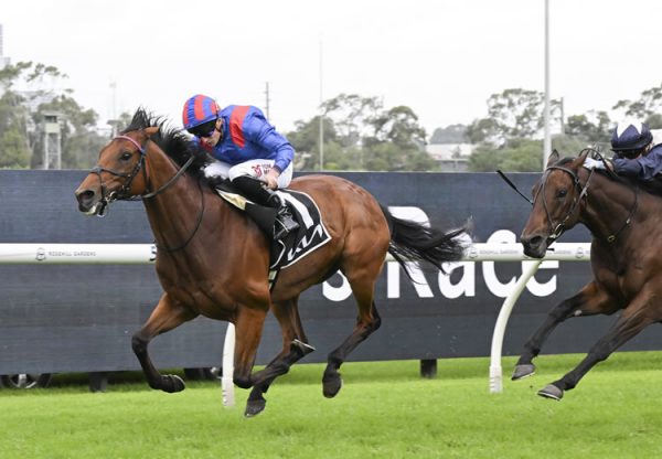 Dubai Honour (Pride of Dubai) Tancred 750