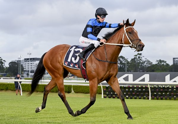 Ernaux Canterbury 750