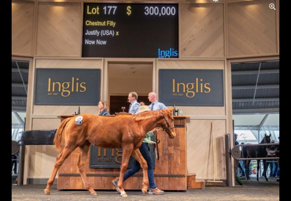 Justify X Now Now weanling filly