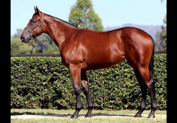 Fastnet Rock x Perfect Persuasion filly