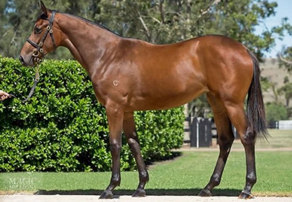 Fastnet Rock ex Cats Whisker yearling filly