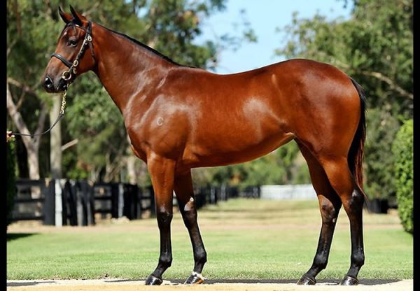 Fastnet Rock ex Hips Dont Lie filly conformation shot