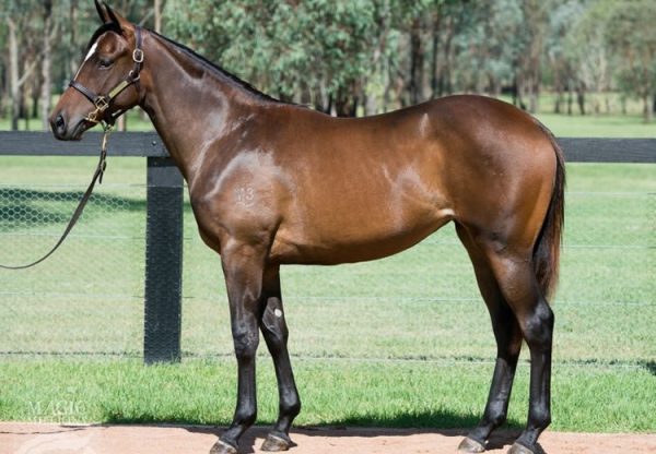 So You Think x Dora Bella filly