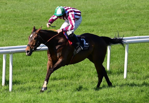 Flying Trix (wings of eagles) Wins On Debut At Down Royal