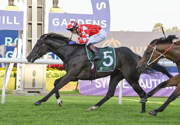 Flying Thinker (So You Think) Rosehill 750