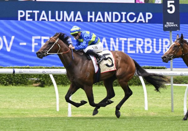 Gallo Nero (Wootton Bassett) Randwick 750