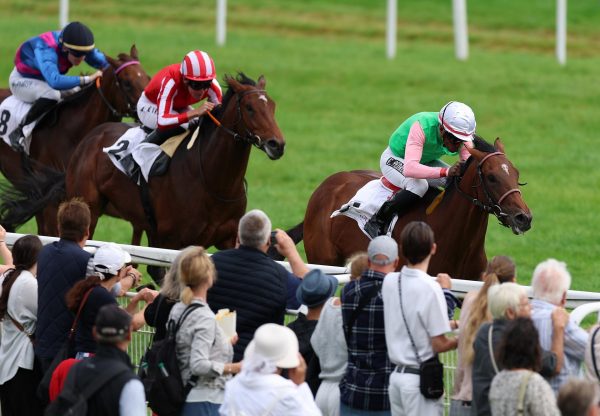 Gostam (Saxon Warrior) Baden Baden