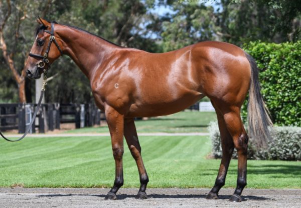 Ha X Princess Posh 750