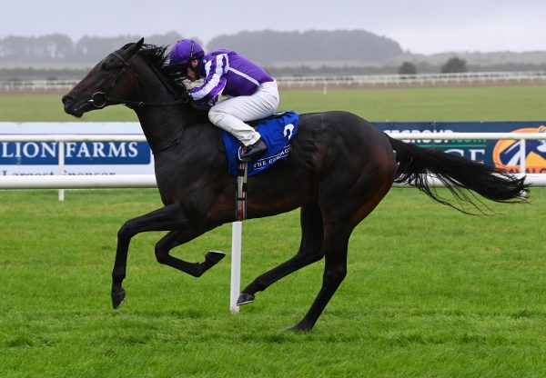 Hawk Mountain (Wootton Bassett) Curragh