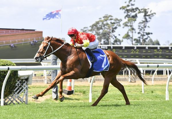 Heads You Lose (Justify) winning at Warwick Farm