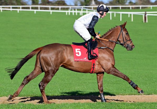 Highland Crystal Crystal Ocean Punchestown