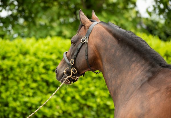 Holy Roman Emperor 20851