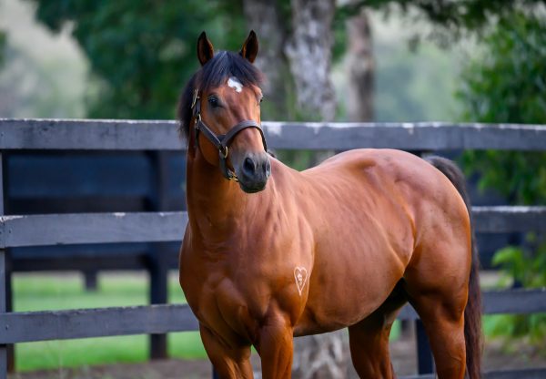 Home Affairs paddock