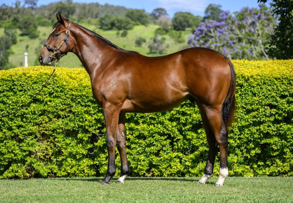 Home Affairs X His Glory 750