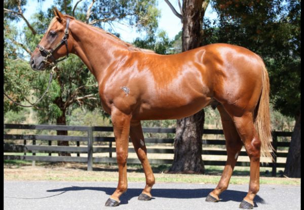 Home Affairs X Kokonpop