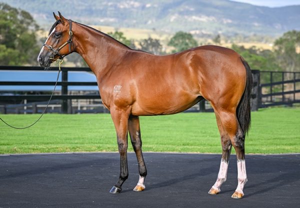 Home Affairs X Real Surreal 750