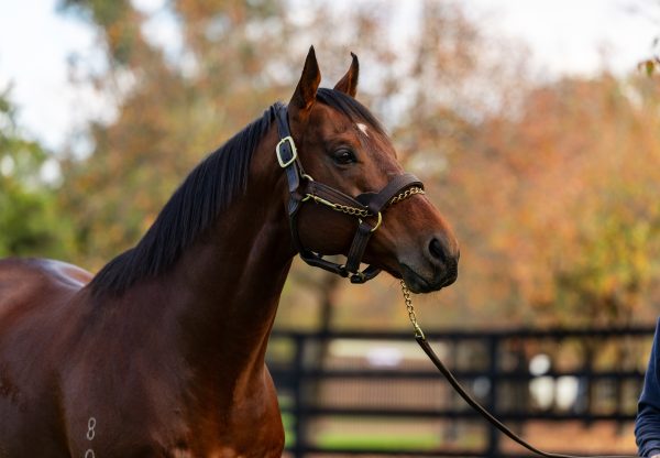 Img 2705 Shinzo Coolmore June 25