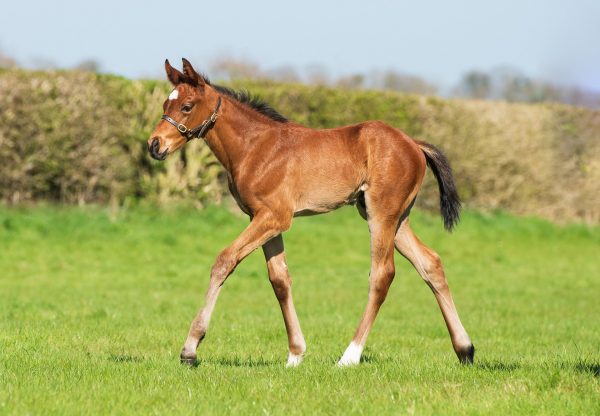 Idaho X Happy Flight Web