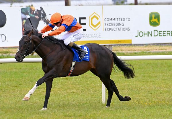 Il Pellegrino (No Nay Never) Wins His Maiden At Limerick