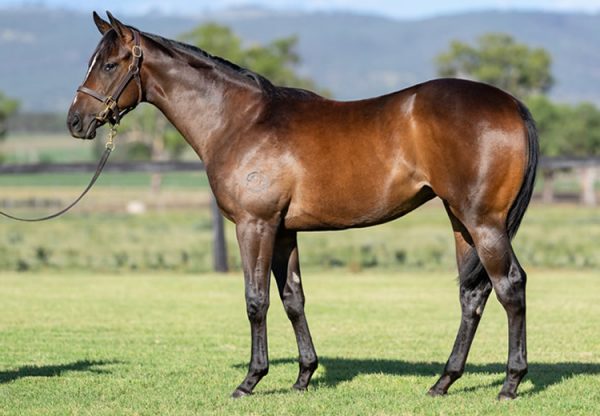 Justify X Islay Inlet yearling filly conformation shot
