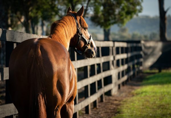 Justify Paddock