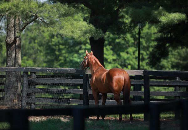 Justify Paddock 19