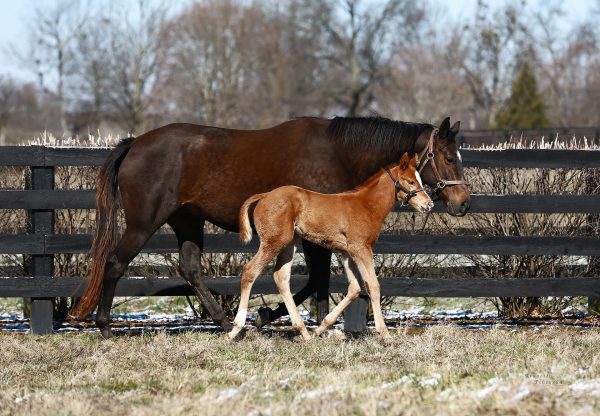 Justify X Curvy Filly