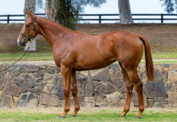 Justify X Cavaco yearling filly conformation shot