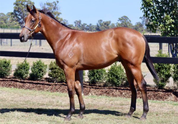 Justify X Kitty Leroy yearling conformation shot