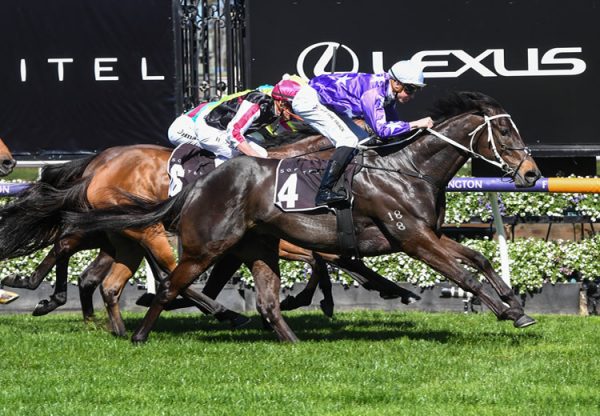 Kalino (Pierro) winning the Listed Sofitel Stakes at Flemington