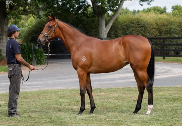 King's Legacy ex Fatal Rendezvous yearling filly conformation shot