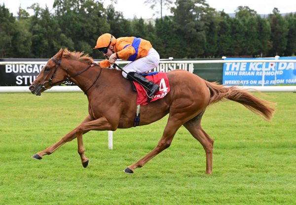 Kensington Lane (Starspangledbanner) Gowran Park