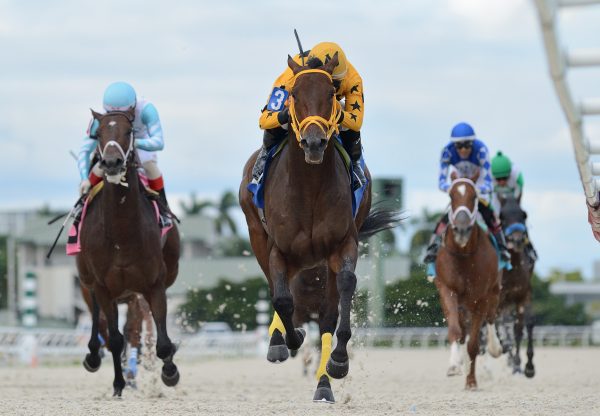 King Of Dreams (Air Force Blue) winning the Showing Up Stakes at Gulfstream Park