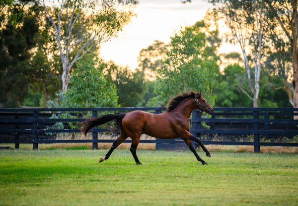 Kings Legacy galloping
